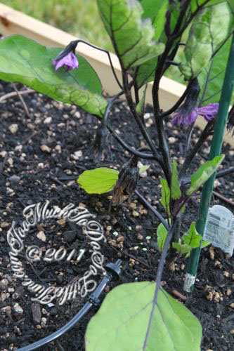 wpid-Eggplant-2011-07-14-13-15.jpg