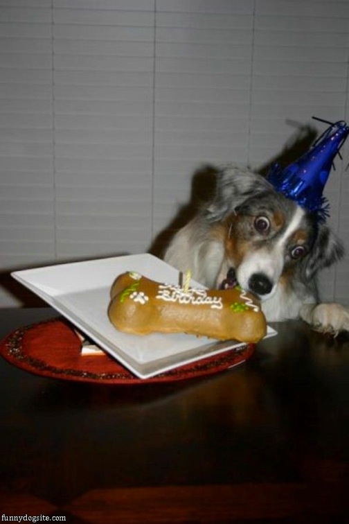wpid-Dog_Happy_On_Birthday-2012-05-9-06-55.jpg