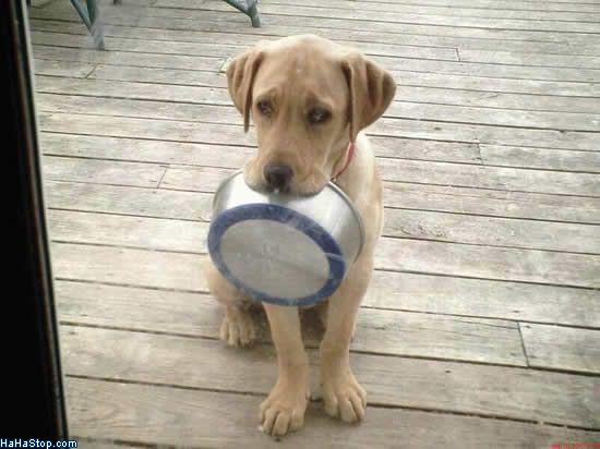 wpid-I_Want_Food-2011-03-30-13-03.jpg
