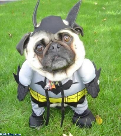 wpid-Bat_Dog-2011-04-27-00-01.jpg