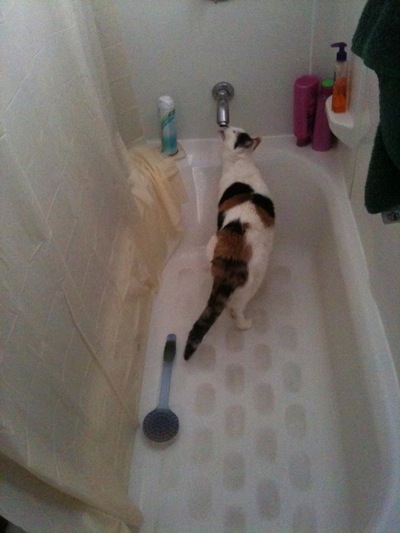 wpid-MackenziesCat-2011-12-2-12-44.jpg
