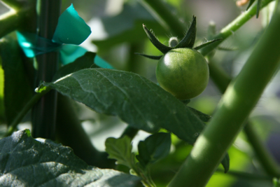 FirstTomato2009-2-2009-06-22-09-43.jpg