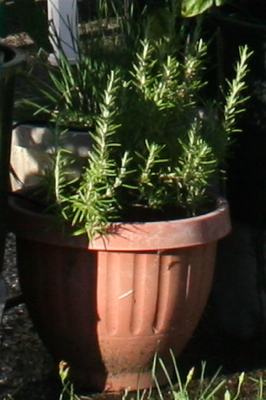 Rosemary-2009-07-19-07-40.jpg