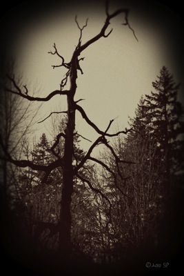 HauntedTree-VintageBurn.jpg