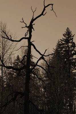 HauntedTree-sepia.jpg