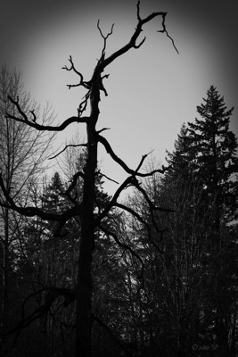 HauntedTree-BW.jpg
