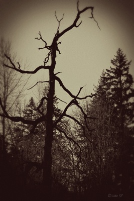 HauntedTree-Vintage.jpg