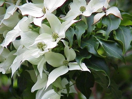 Dogwood-2010-05-18-07-30.jpg