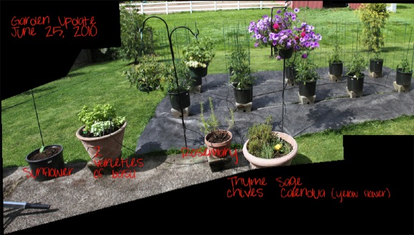wpid-GardenUpdate-20100625-2010-08-12-13-36.jpg