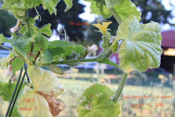 wpid-SpacemasterCucumber-1-2010-08-12-13-36.jpg