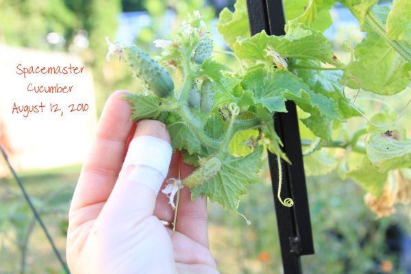 wpid-SpacemasterCucumber-2-2010-08-12-13-36.jpg