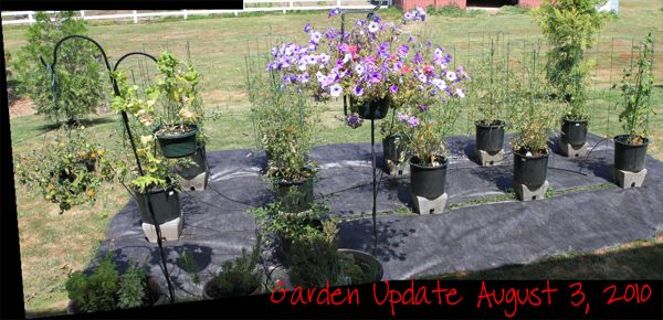 wpid-GardenUpdate-20100803-2010-08-12-13-36.jpg