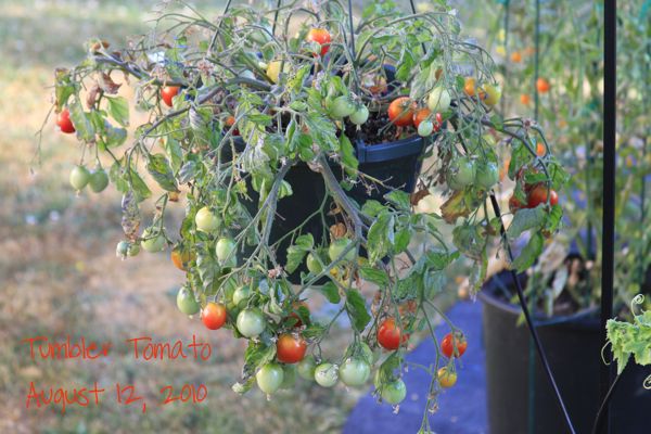 wpid-TumblerTomato-2010-08-12-13-36.jpg