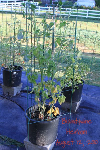 wpid-HeirloomBrandywine-2010-08-12-13-36.jpg