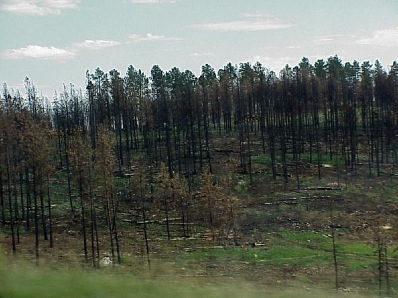 wpid-ForestFire-SouthDakota-2010-08-19-22-57.jpg