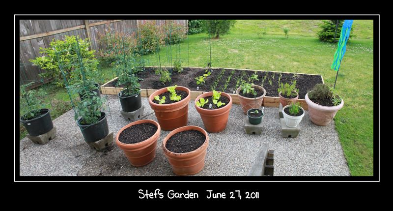 wpid-StefsGarden2011-0627-2011-07-1-00-01.jpg