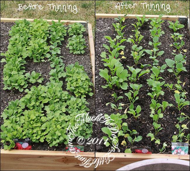 Garden 2011 Update; 2 Weeks Growth