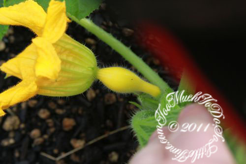 Garden 2011 Update; 2 Weeks Growth Part 2