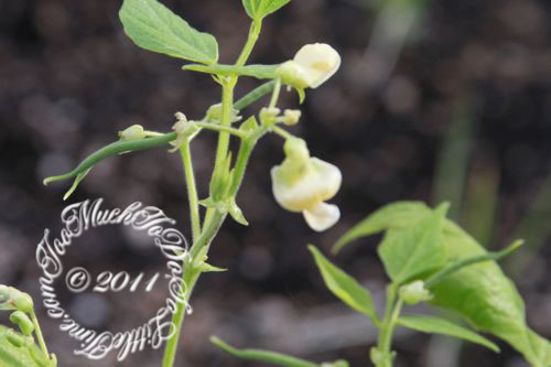 wpid-FirstGreenBeans-1-2011-07-14-13-15.jpg