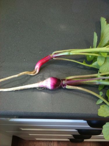 Attack of the Mutant Radishes