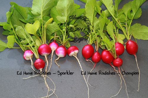 wpid-2ndHarvest-Radishes-2011-07-25-21-30.jpg