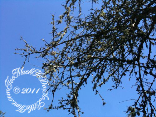 Beautiful Blue Skies