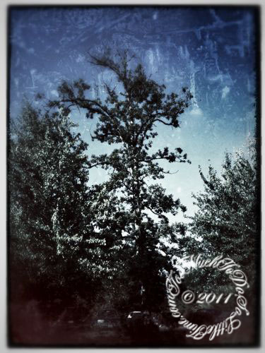 Photo Editing with Snapseed App