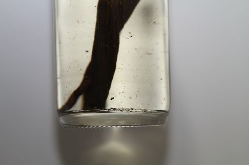Homemade Vanilla Extract Day 1