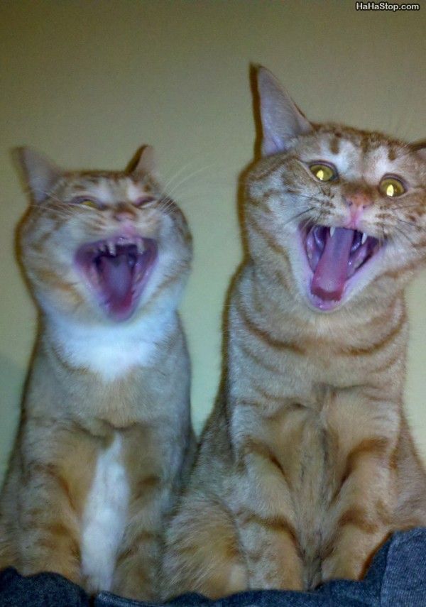 wpid-Cats_Loling-2012-03-14-07-22.jpg