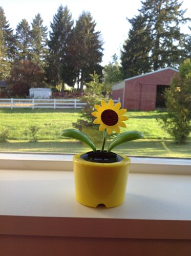 Smile, Sunny Blue Skies and a Dancing Flower