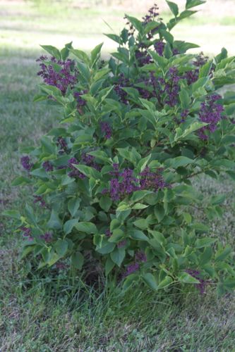wpid-Lilac-FirstTimeBlooming-2012-05-8-06-30.jpg