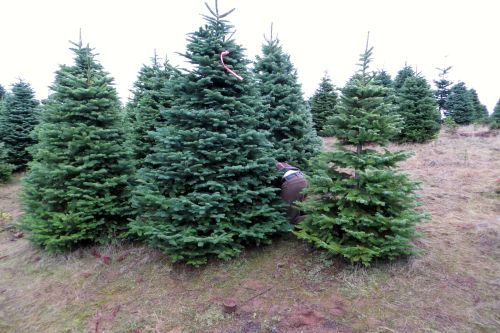 Holiday Traditions New and Old