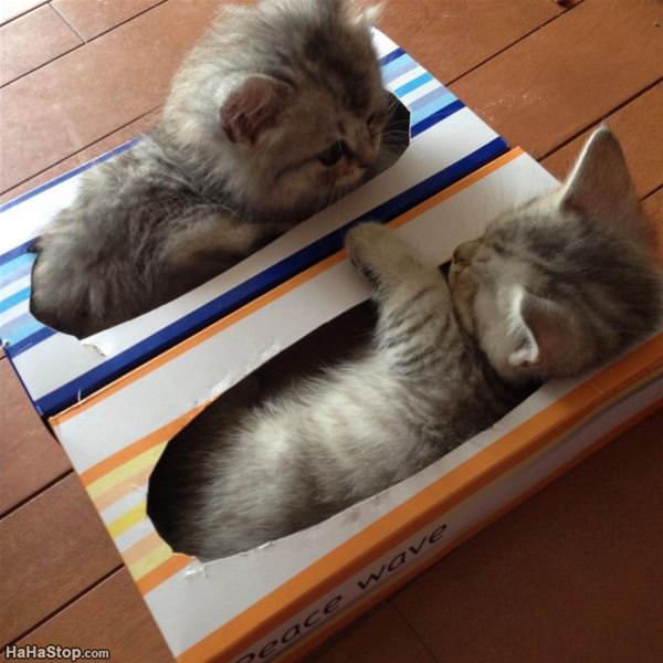 two kittens in boxes